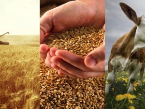 Фермеры и селекция: два способа импортозамещения в сельском хозяйстве